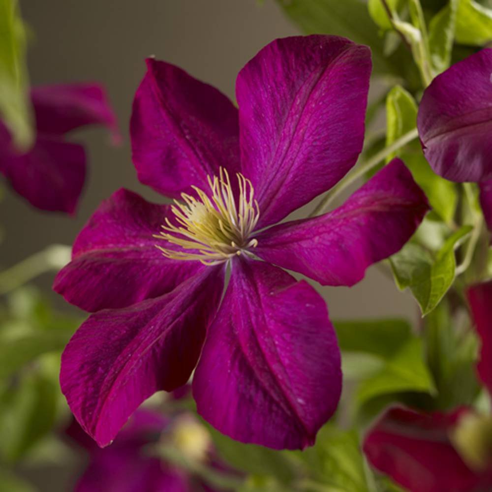 Clematis 'Voluceau'